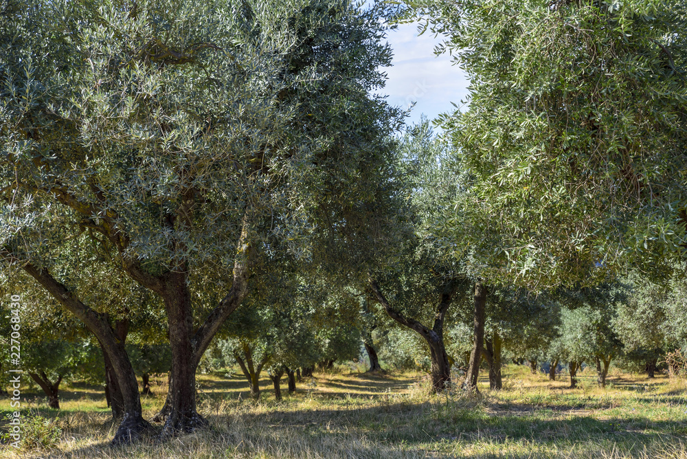 olive groves in the countryside in Italy. Mediterranean agriculture