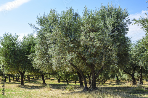Wallpaper Mural olive groves in the countryside in Italy. Mediterranean agriculture Torontodigital.ca