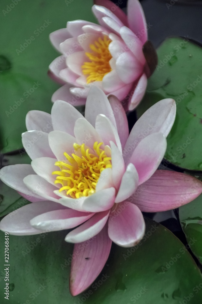 pink water lily in pond
