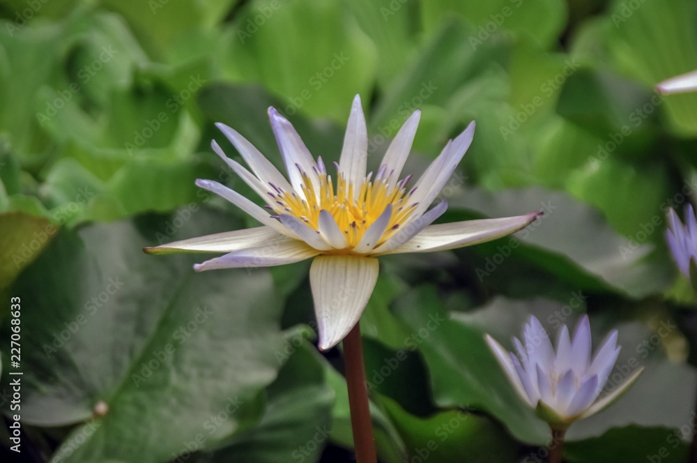 lotus flower in pond