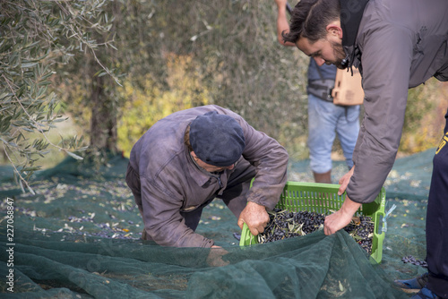 olive harvest in the countryside in Italy