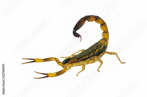 scorpion isolated