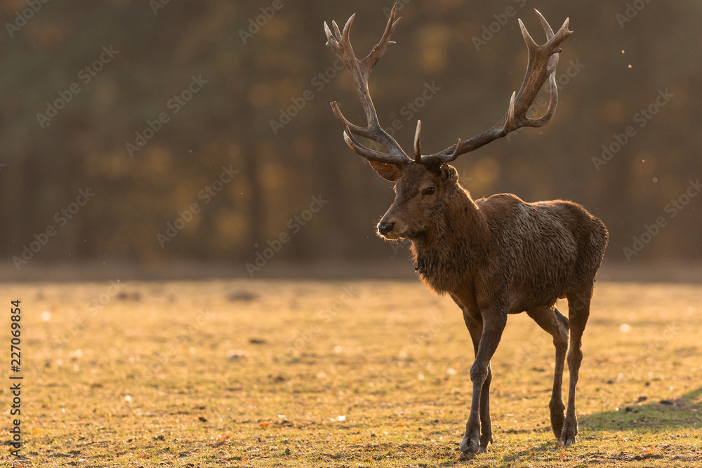 Obraz premium Deer's Slab in the forest