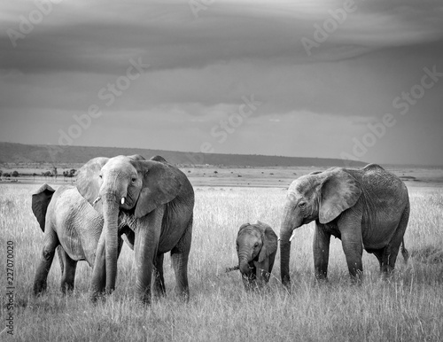 Beautiful African Elephants on the Masai Mara, Kenya, Africa © eitazul