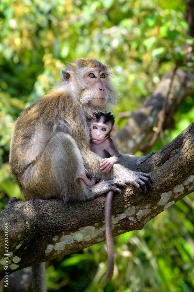 Fototapeta premium Mother and her baby monkey