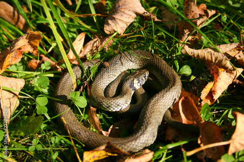 Natrix is a genus of colubrid snakes, grass snakes or water snakes, resting in the sun between the grass and the leaves