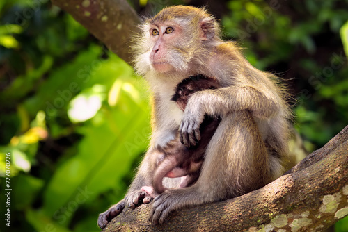Mother and her baby monkey. © eitazul