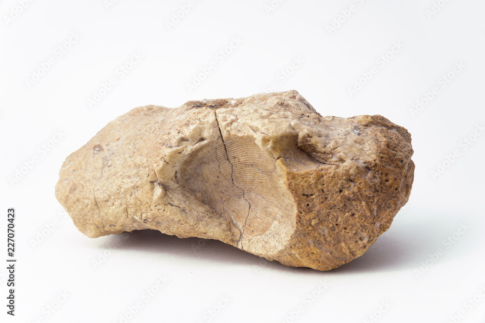 Ammonite on a white background side view with the imprint of a seashell shell. Ammonite on a white background side view with the imprint of a seashell shell.
