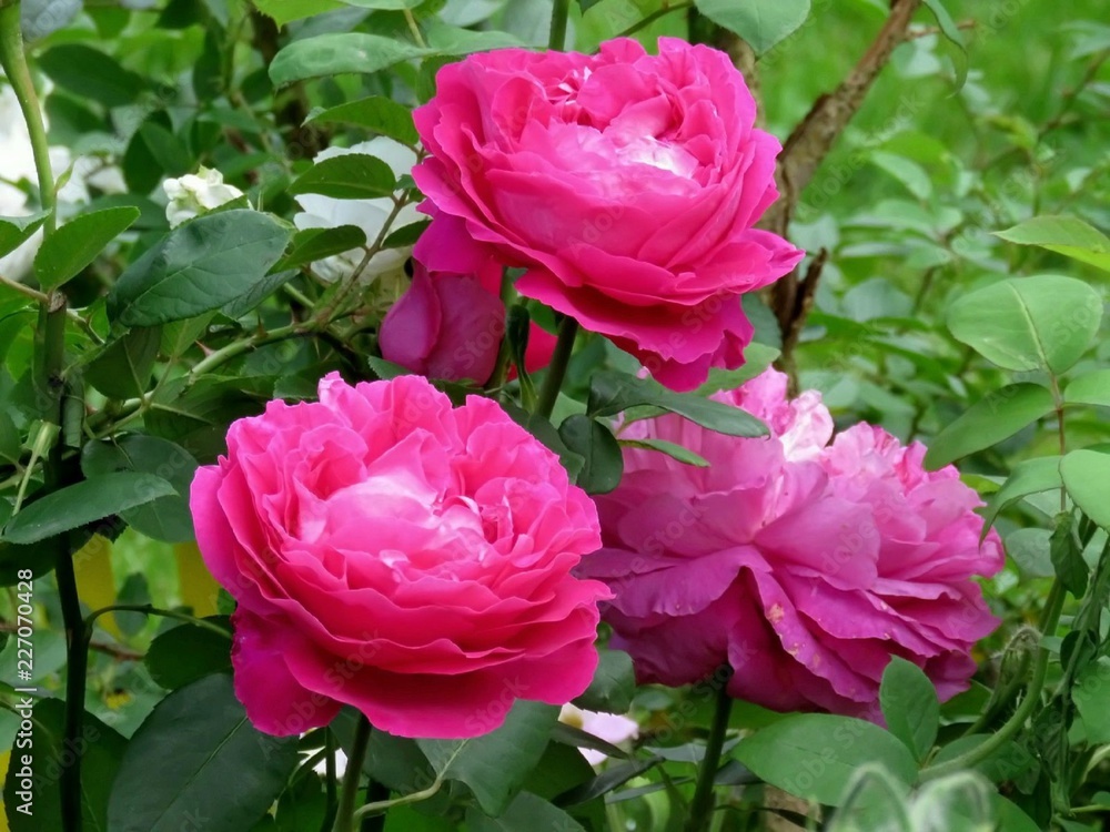 цветы, розы, лета, розовые цветы, розы, лета, розовые