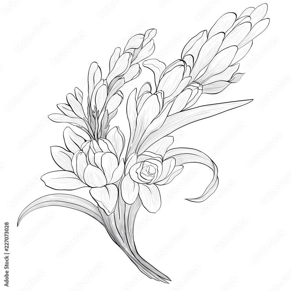 Vector image. Tuberose - branches. Medicinal, perfumery and cosmetic plants. Wallpaper. Use printed materials, signs, posters, postcards, packaging.  Line drawing. Branch with buds and flowers.