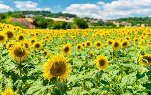 Beautiful sunflowers in a field in central France