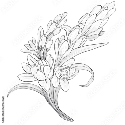 Vector image. Tuberose - branches. Medicinal, perfumery and cosmetic plants. Wallpaper. Use printed materials, signs, posters, postcards, packaging.  Line drawing. Branch with buds and flowers.