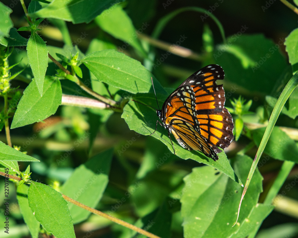 Viceroy butterfly along the nature trail! Viceroy butterfly along the nature trail!