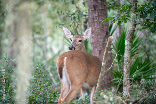 Fototapeta Naklejka Na Ścianę i Meble -  Deer in woods Looking over Shoulder