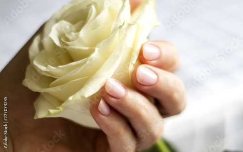 white rose in a woman s hand with a beautiful manicure