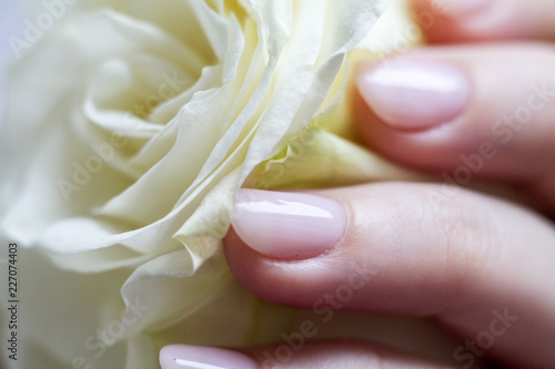 white rose in a woman's hand with a beautiful manicure