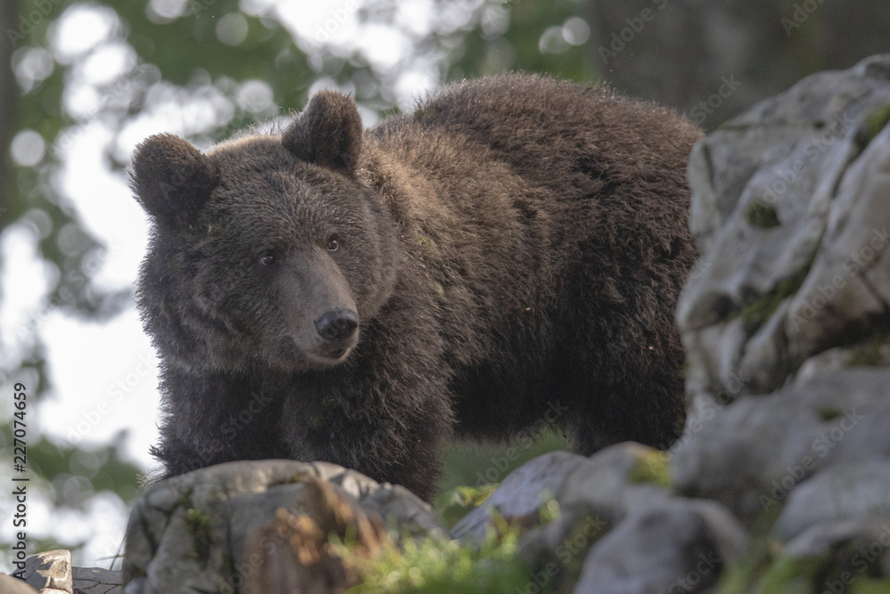 Orso Orso