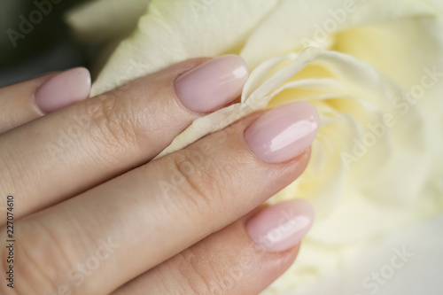 white rose in a woman s hand with a beautiful manicure