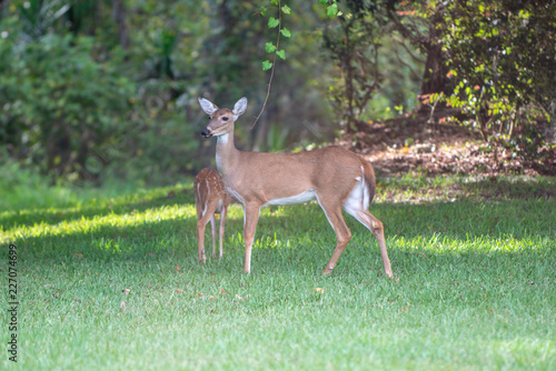 Doe and momma Deer protecting