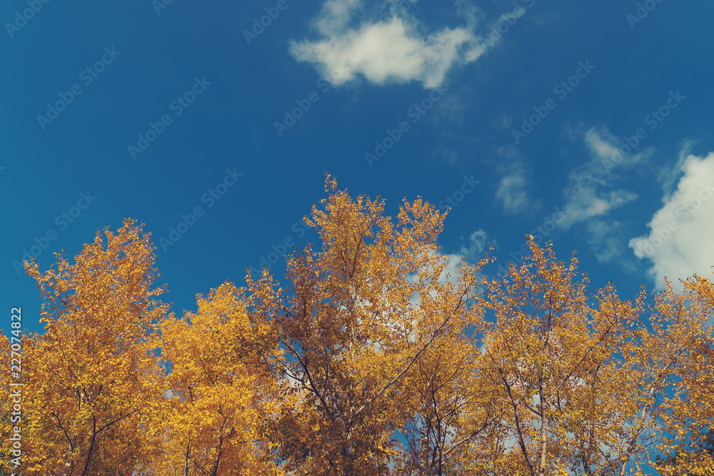 toned picture with a soft contrast, trees with yellow autumn leaves