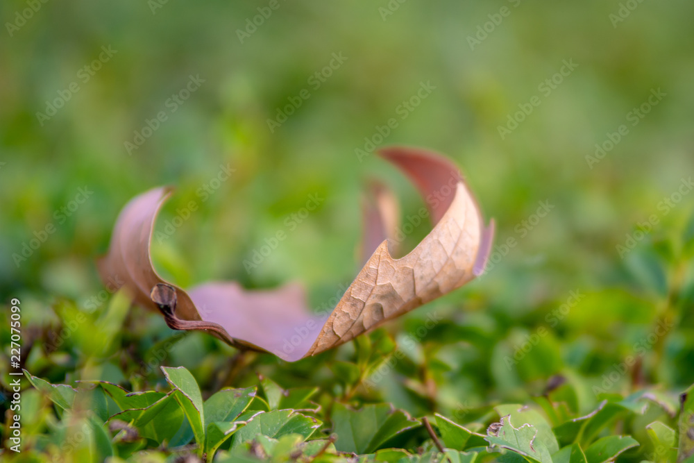 Fototapeta premium Autumn leaf in the forest