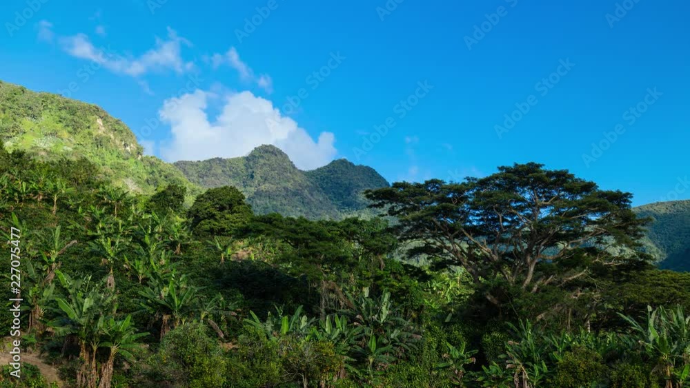 Coffee and banana plantation field in the jungle mountain of Puerto Rico, day time lapse Coffee and banana plantation field in the jungle mountain of Puerto Rico, day time lapse