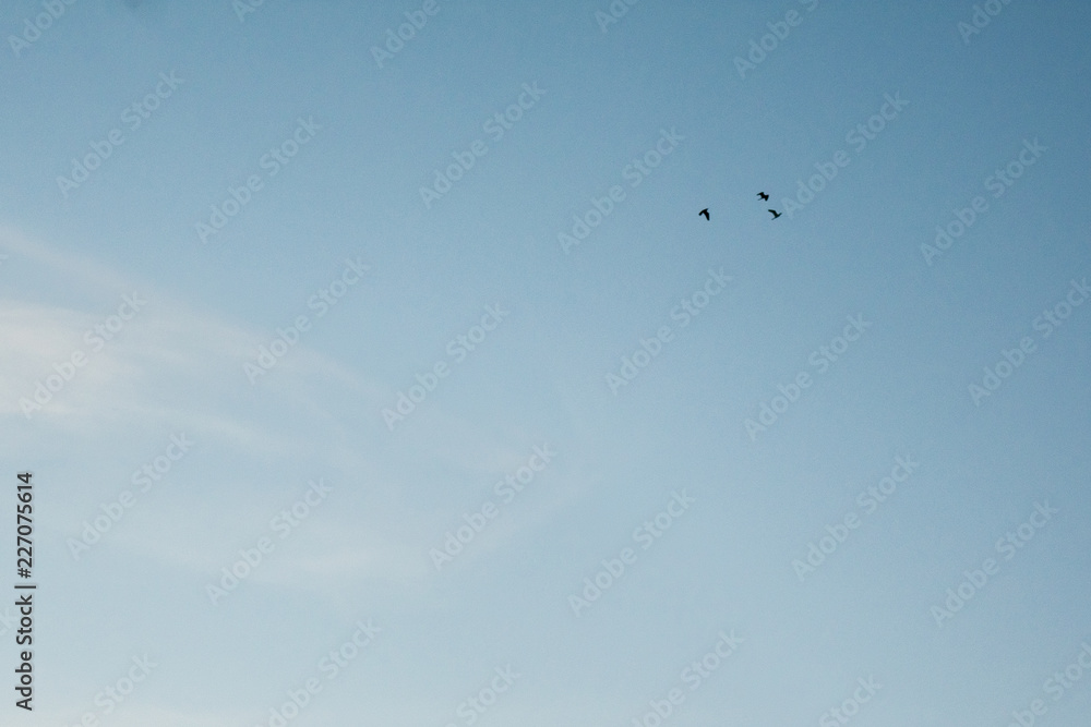 Birds flying high in a clear blue sky