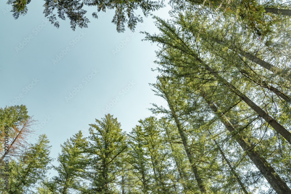 Looking up at blue sky framed by evergreen trees Looking up at blue sky framed by evergreen trees