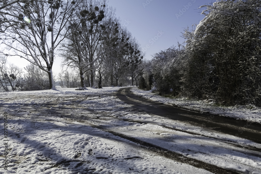 Arbres de bord de Loire sous la neige et le soleil