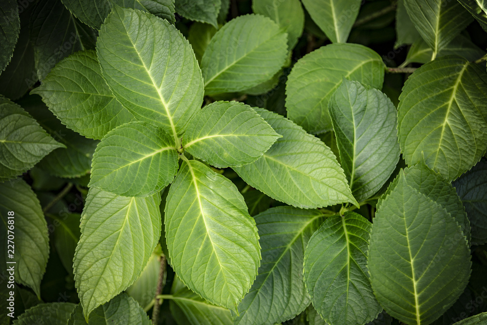 Overhead green leaves as background Overhead green leaves as background