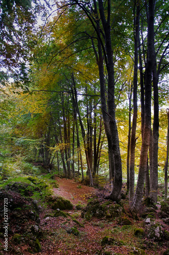 autumn forest with yellow leaves