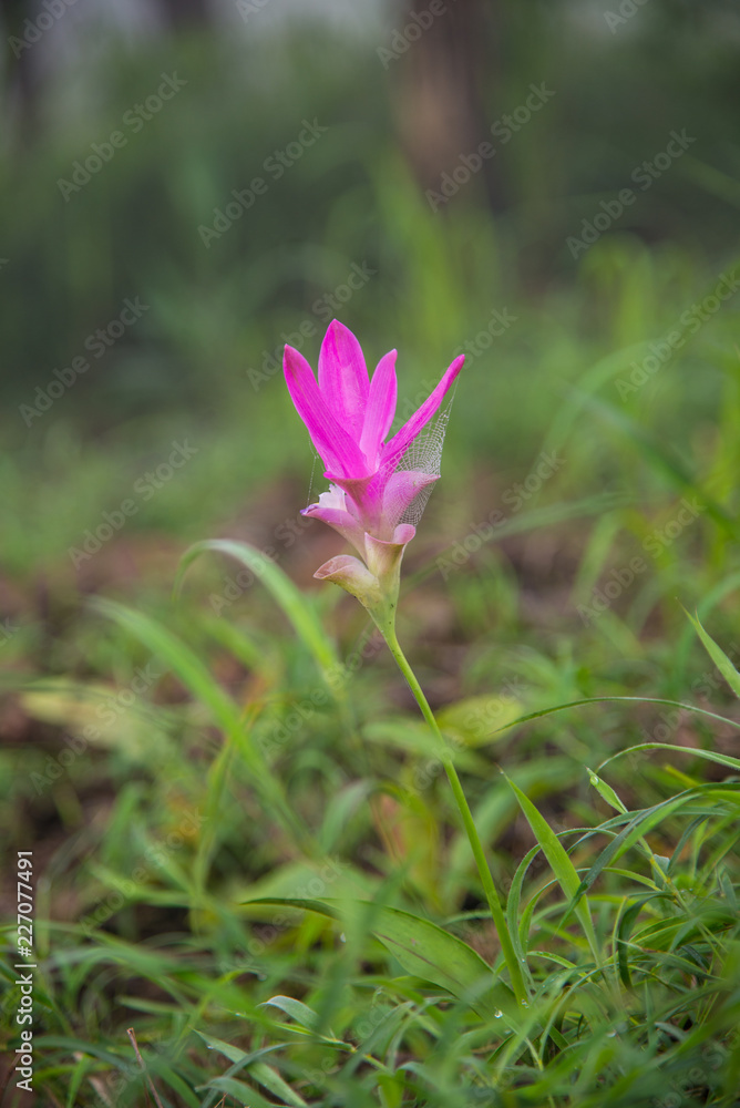 Close up flower in nature.