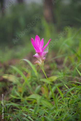 Close up flower in nature.