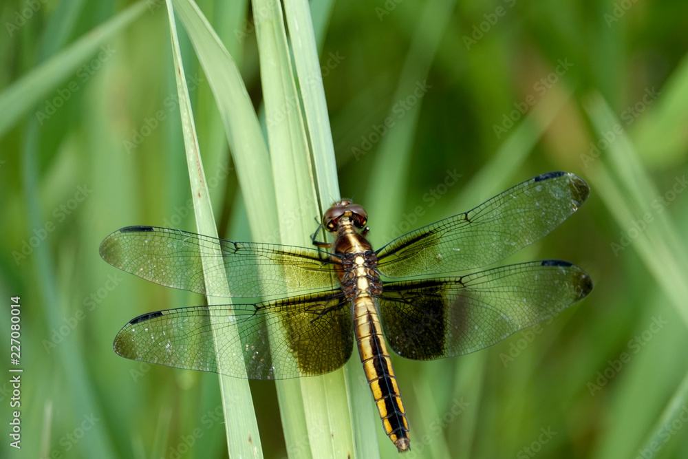 Widow Skimmer Perching on Grass Leaf Widow Skimmer Perching on Grass Leaf
