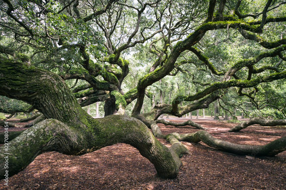 Majestic moss-covered oak tree in a sun-dappled forest in the American South