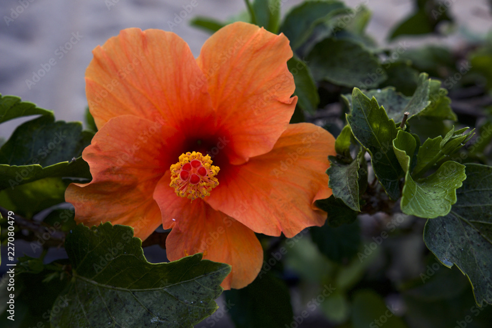 Colorful Hibiscus in Meloneras. Close-up of flower head Colorful Hibiscus in Meloneras. Close-up of flower head