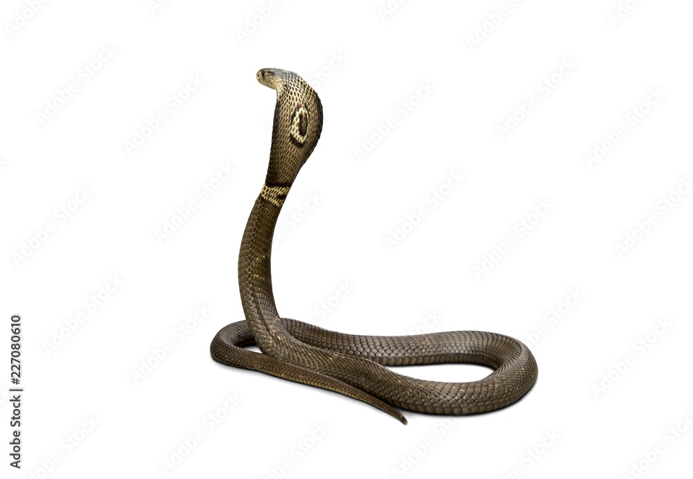 Fototapeta premium Back of Snake Siamese cobra ( Naja kaouthia ). Dangerous serious poisonous. Spread the hood Threaten to fight to prevent danger. isolated on white background.