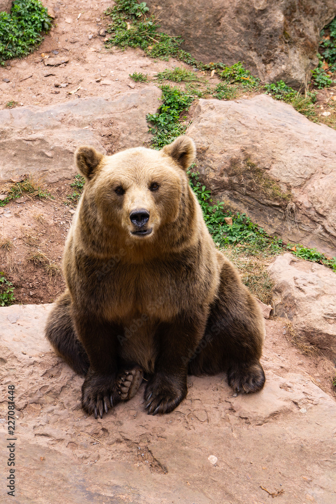 Fototapeta premium brown bear sitting on a stone in wildlife park