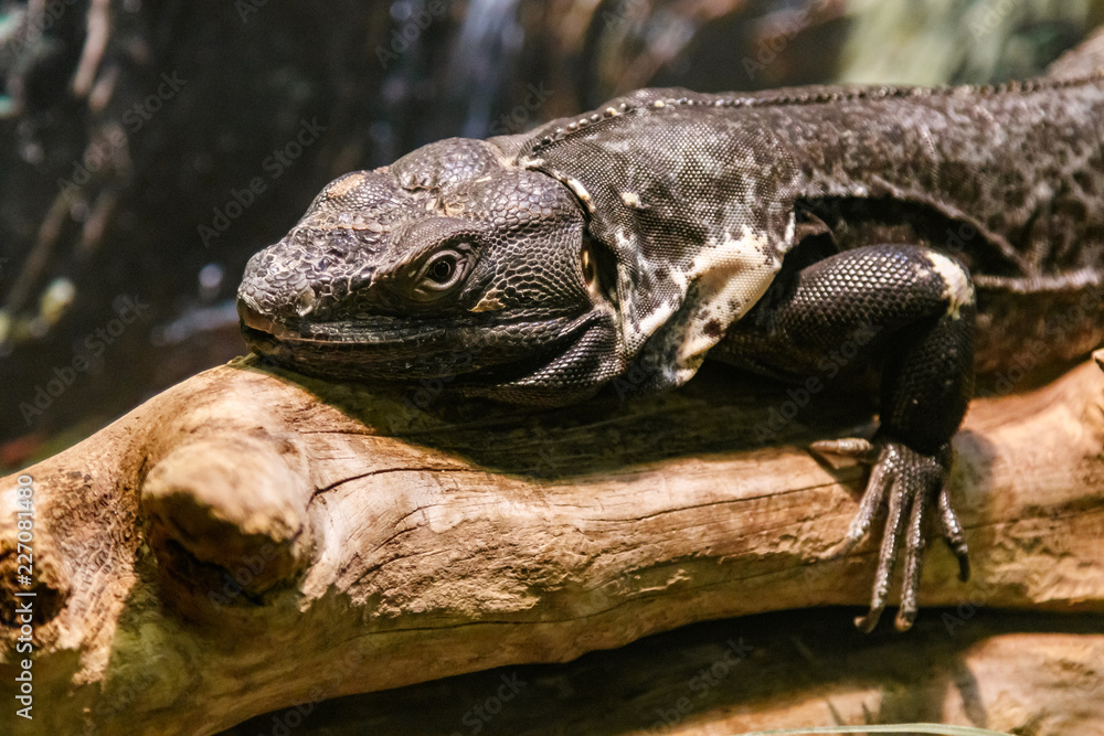 Beautiful Black Mexican dragon, iguana Wigmann, Stenosura pectinate sitting on a branch Beautiful Black Mexican dragon, iguana Wigmann, Stenosura pectinate sitting on a branch
