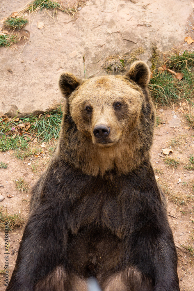brown bear sitting on a stone in wildlife park