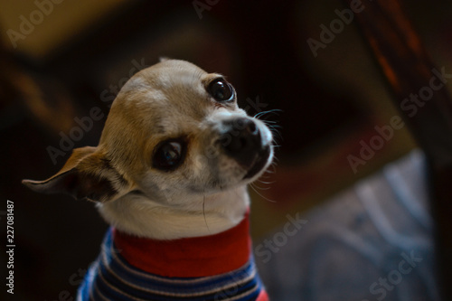 cute chihuahua puppies dressed in a lot of color