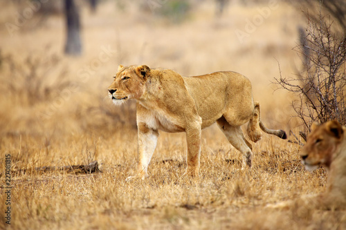 The Southern lion  Panthera leo melanochaita  also the East-Southern African lion or Eastern-Southern African lion or Panthera leo kruegeri. The adult lioness walking through the savannah.