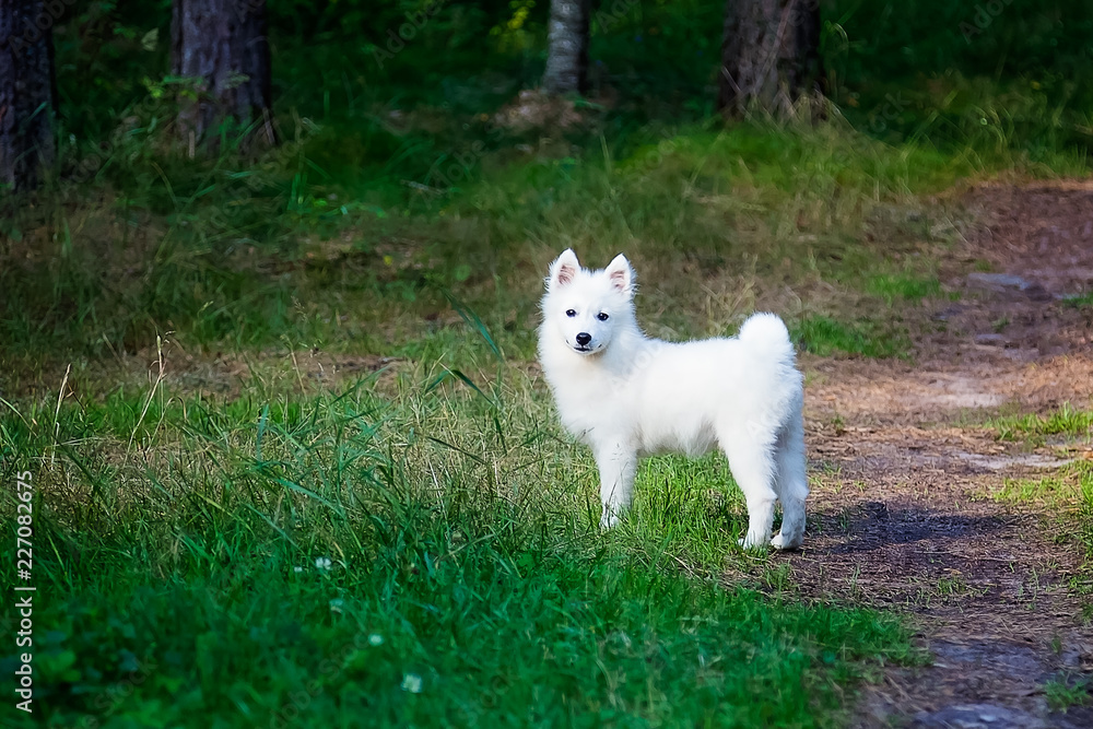 White Japanese Spitz puppy is walking in the forest White Japanese Spitz puppy is walking in the forest
