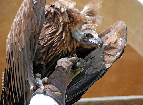 Vulture