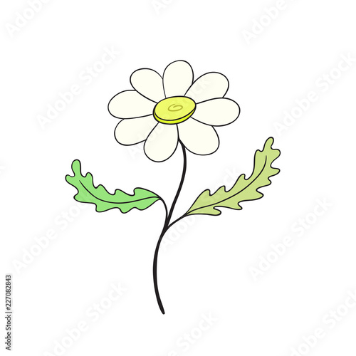 Chamomile flower icon. Hand drawn print. Sticker vector design. Floral interior poster.