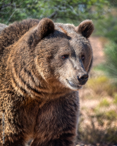 Female grizzly bear in profile in a natural lighting portrait