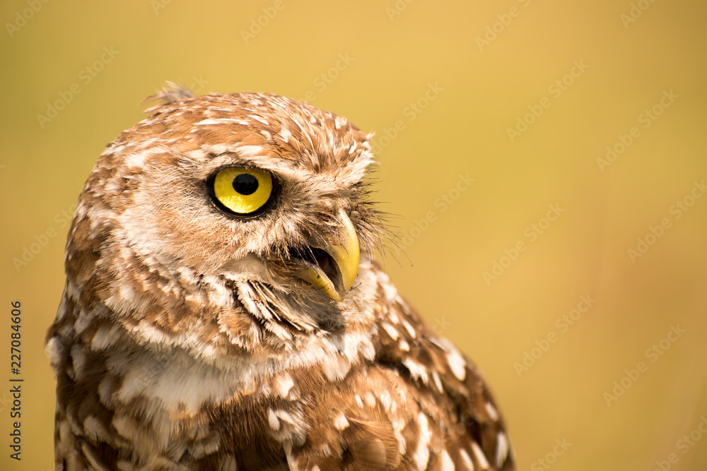 Obraz premium owl, eyes, bird, fly, wall, decor