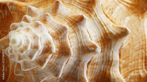 Tableau sur toile Close Up of Large Conch Shell