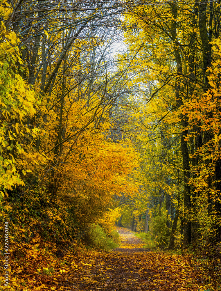 Sentiero nel bosco in autunno