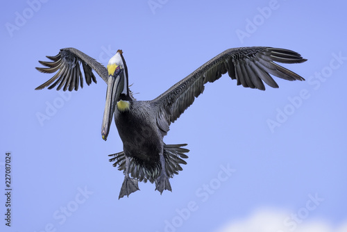 Brown pelican looking funny when he comes in for landing © gunillphotodesign